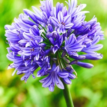 Agapanthus africanus 'Blue' 