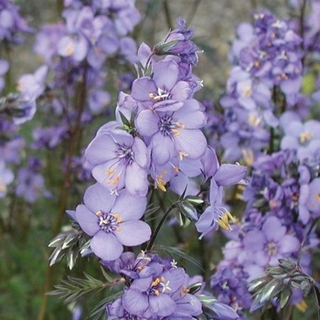 Polemonium yezoense var. hidakanum 'Purple Rain' 