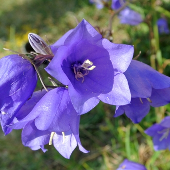 Campanula rotundifolia