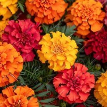 Tagetes 