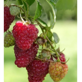 Rubus idaeus 'Meeker' 