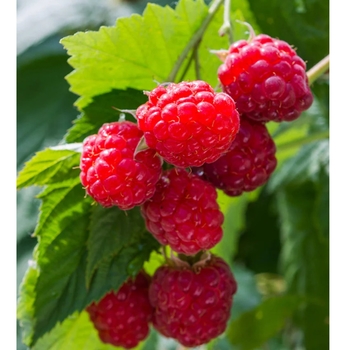 Rubus idaeus var. strigosus 'Willamette' 