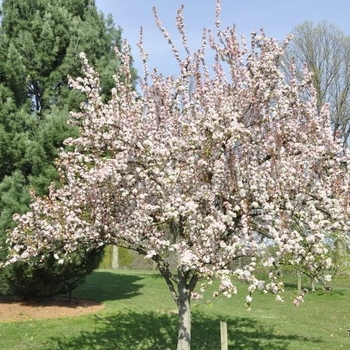 Malus 'Jewelcole' 