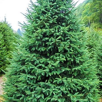 Picea glauca 'Densata' 