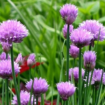 Allium schoenoprasum 'Purple One' 