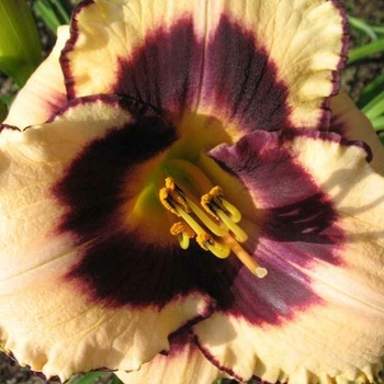 Hemerocallis 'Canadian Border Patrol' 