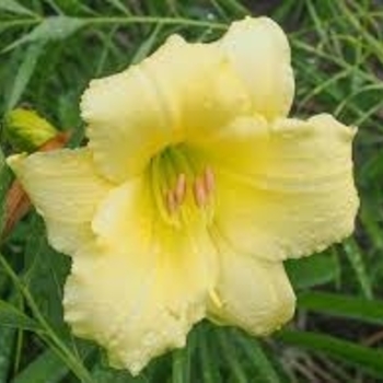 Hemerocallis 'Fragrant Returns' 