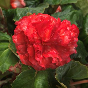 Begonia x tuberhybrida On Top® 'Polka Dot' (287041)