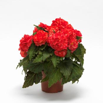 Begonia x tuberhybrida On Top® 'Polka Dot' (287042)