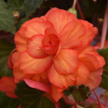 Begonia x tuberhybrida 'Yellow Red Picotee' 