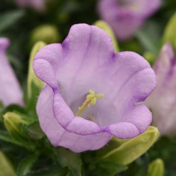 Campanula medium Campanella™ '' (287052)