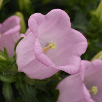 Campanula medium Campanella™ '' (287056)