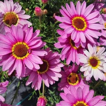 Argyranthemum 