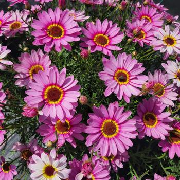 Argyranthemum Grandaisy® '' (287081)