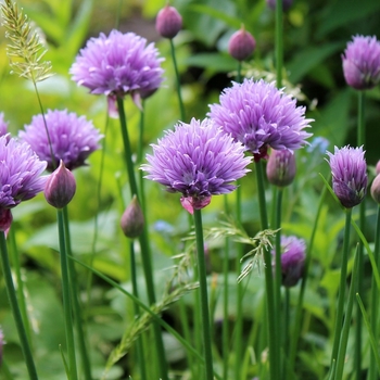 Allium schoenoprasum 'Mix One' 