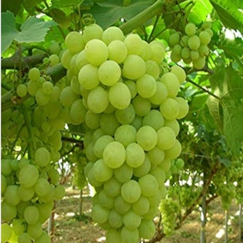 Vitis vinifera 'Thompson Seedless' 