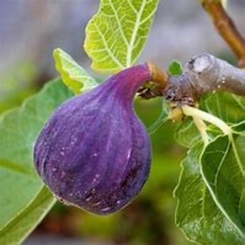 Ficus carica 'LSU Purple' 