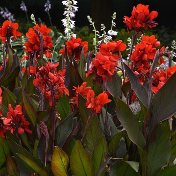 Canna x generalis 'Tropical Bronze Scarlet' 