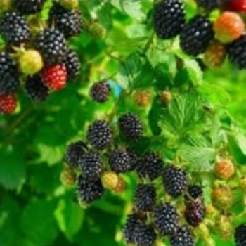 Rubus 'Osage' 