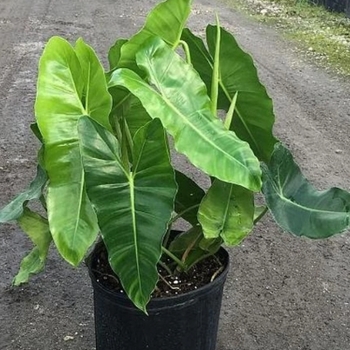 Philodendron 'Burle Marx' 