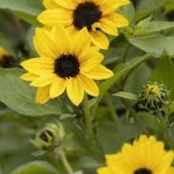 Helianthus annuus 'Golden Girl' 