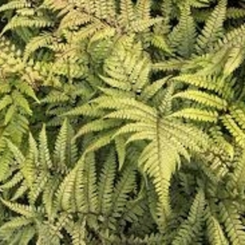 Athyrium otophorum 'Pterodactyl' 