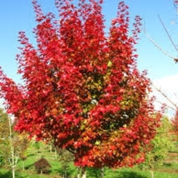 Acer truncatum x platanoides 'JFS-KW249' PP 27985