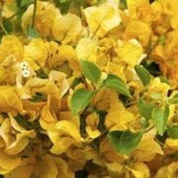 Bougainvillea 'Gold Rush' 