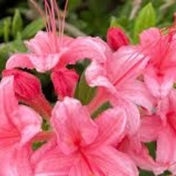 Rhododendron 'Weston's Lollipop' 