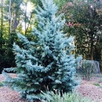 Cedrus deodara 'Blue Ice' 