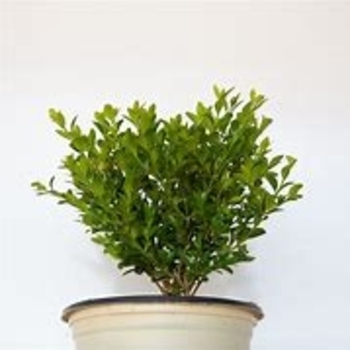 Buxus 'Saunders Dwarf™' PP17360