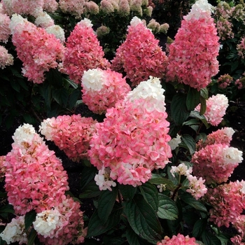 Hydrangea paniculata 'Bokropiav' PPAF