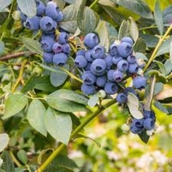 Vaccinium corymbosum 'Misty' 