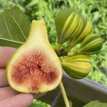 Ficus carica 'Panache' 