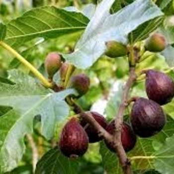 Ficus carica 'Violette De Bordeaux' 