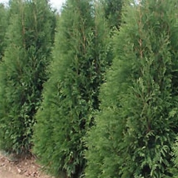 Thuja occidentalis 'Hetz Wintergreen' 