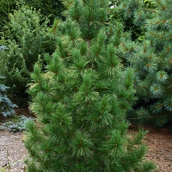 Pinus strobus 'Fastigiata' 