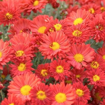 Chrysanthemum x morifolium 'Dark Bronze' 