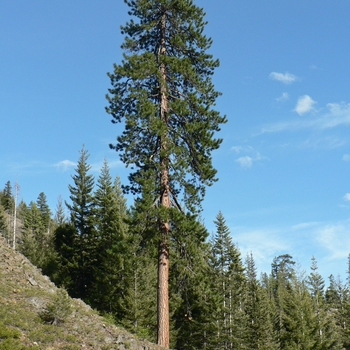 Pinus ponderosa