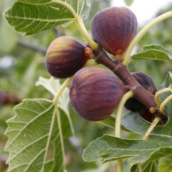 Ficus carica