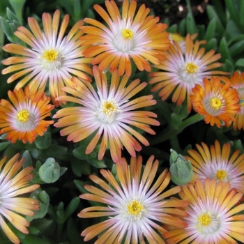 Delosperma 'Topaz' PP23492