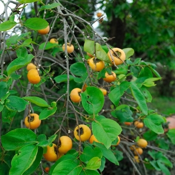 Diospyros kaki 'Fuyu' 