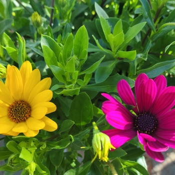 Osteospermum 'Kalanga' 