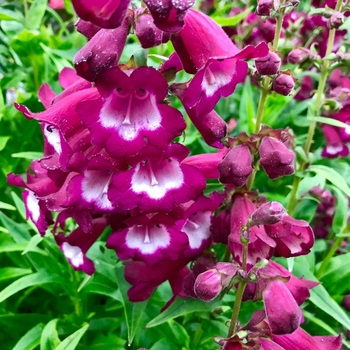 Penstemon barbatus 'Pristine Deep Rose' 