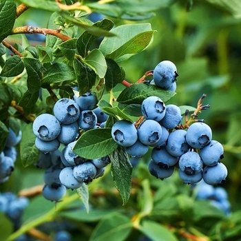 Vaccinium ashei 'Tifblue' 