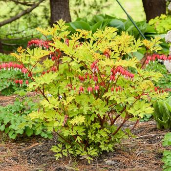 Dicentra spectabilis 'Hearts onFire' PPAF, Can PBRAF