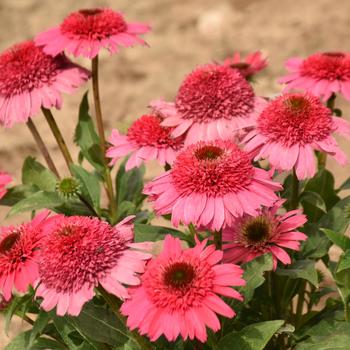 Echinacea 'Coral Cranberry' 