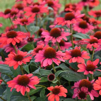 Echinacea 'Knock 'em Red' PPAF, Can PBRAF