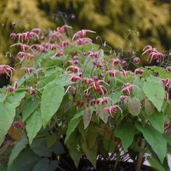 Epimedium 'Hugs and Kisses' PPAF, Can PBRAF