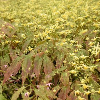 Epimedium 'Woodland Elf' PPAF, Can PBRAF